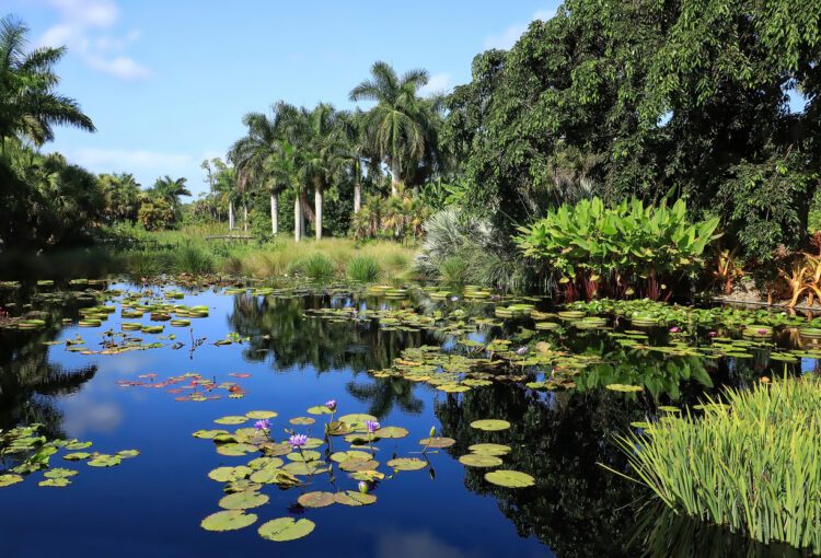 Water Lily Pond at Naples Botanical Garden