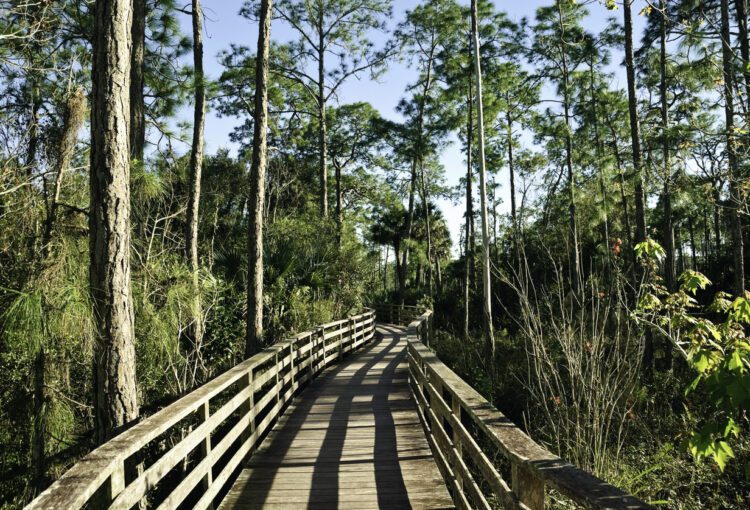 Boardwalk at Corkscrew Swamp Sanctuary