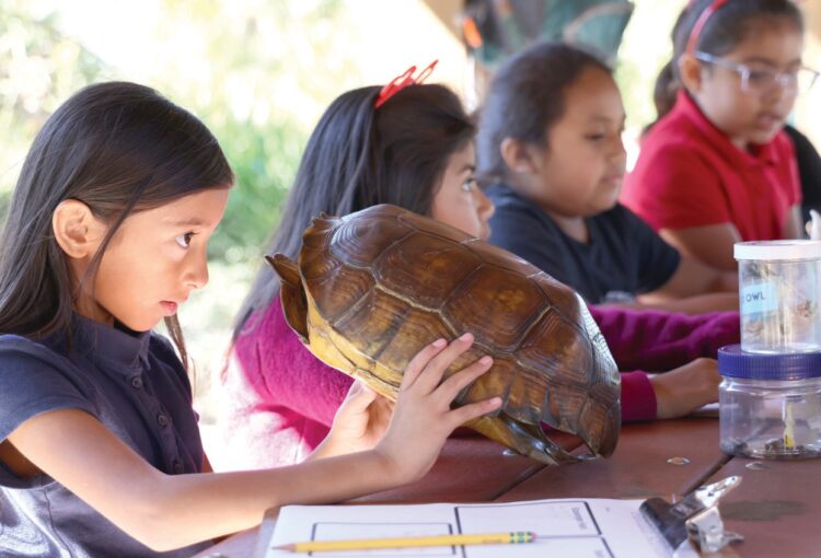 little girl looking at a turtle shell in school. 